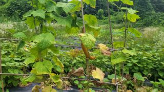 강권열님의 오이 · 자유게시판 작성글 사진