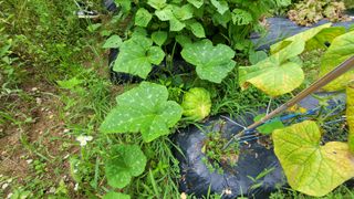 강권열님의 오이 · 자유게시판 작성글 사진