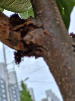 종이박님의 감 · 병해충상담 작성글 사진