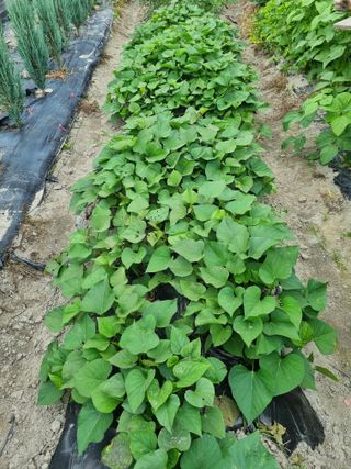 연산나무농장님의 자유주제 · 자유게시판 작성글 사진