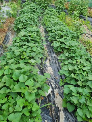 연산나무농장님의 자유주제 · 자유게시판 작성글 사진