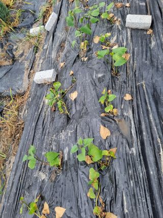 연산나무농장님의 자유주제 · 자유게시판 작성글 사진