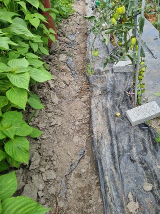 연산나무농장님의 자유주제 · 자유게시판 작성글 사진