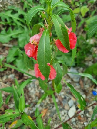 연산나무농장님의 자유주제 · 자유게시판 작성글 사진
