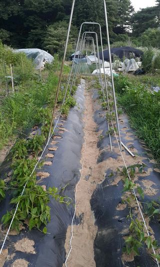 정보센터님의 두릅 · 영농일지 작성글 사진