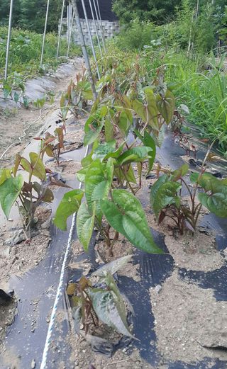 정보센터님의 두릅 · 영농일지 작성글 사진