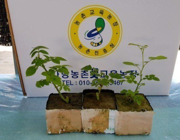 사랑꽃농장님의 장터 판매 상품 [예쁜 장미묘1종4개 ] 첨부 사진