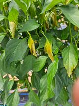 팜모닝 농사, 무엇이든 물어보세요!·참여글 게시글 이미지