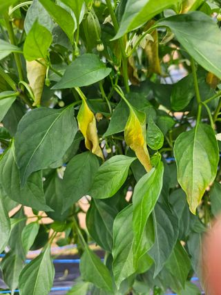 HJK님의 농사, 무엇이든 물어보세요! · 참여글 작성글 사진