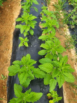 장경화님의 참깨 · 자유게시판 작성글 사진