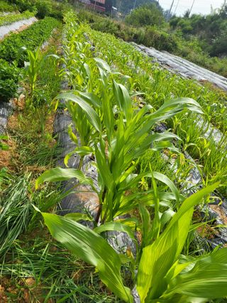 장경화님의 참깨 · 자유게시판 작성글 사진