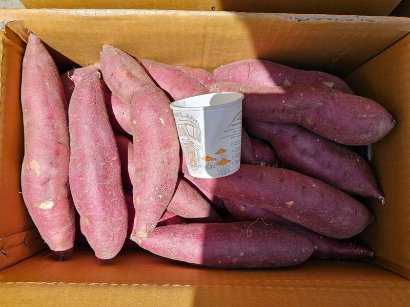 이영민님의 장터 판매 상품 [무안 꿀 고구마 긴특긴상 혼합 5kg10kg] 첨부 사진