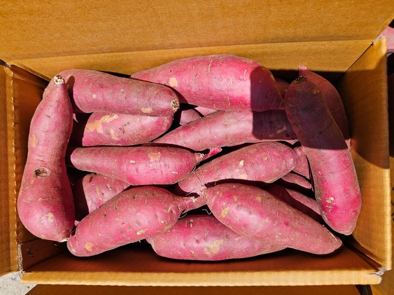 이영민님의 장터 판매 상품 [무안 꿀 고구마 긴특긴상 혼합 5kg10kg] 첨부 사진