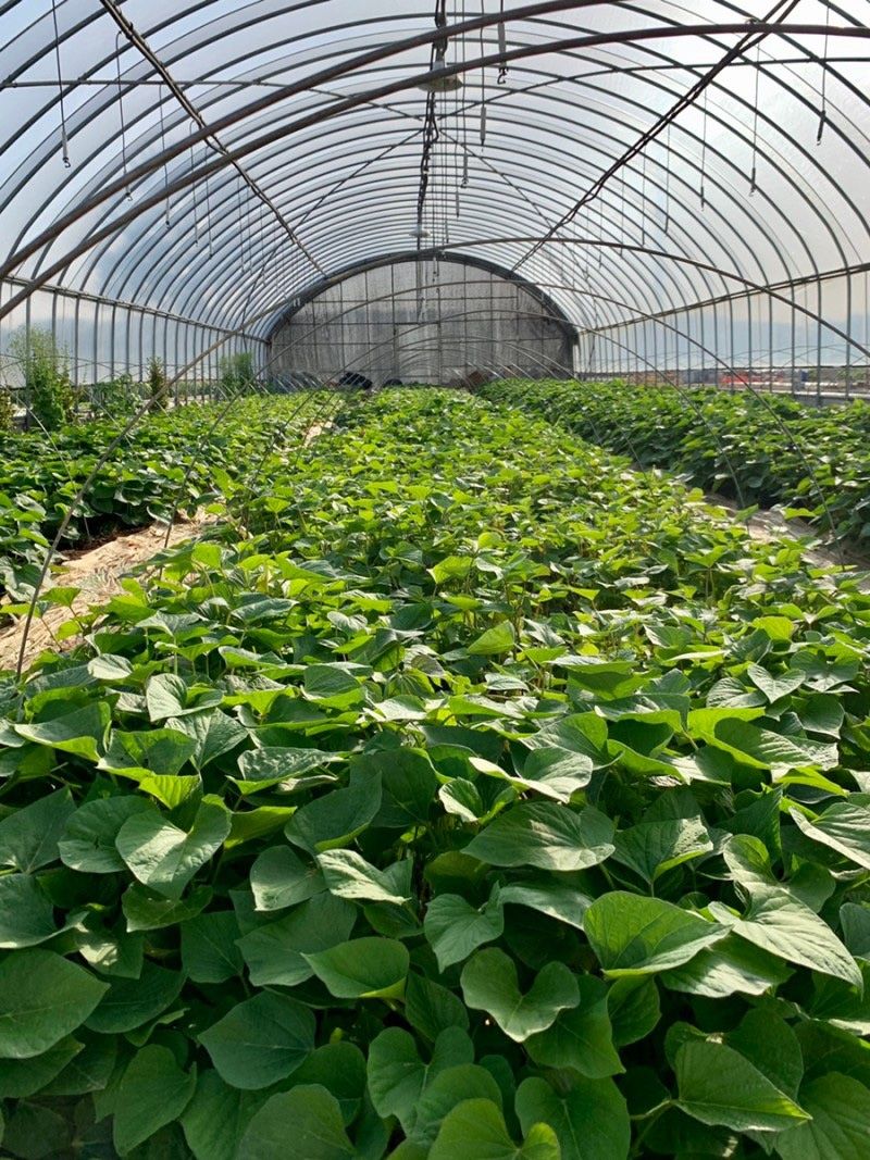 이영민님의 장터 판매 상품 [무안 꿀 고구마 긴특긴상 혼합 5kg10kg] 첨부 사진