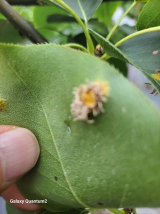 민경수님의 배 · 병해충상담 작성글 사진