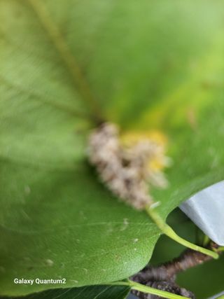 민경수님의 배 · 병해충상담 작성글 사진