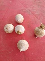 팜모닝 마늘·영농일지 게시글 이미지