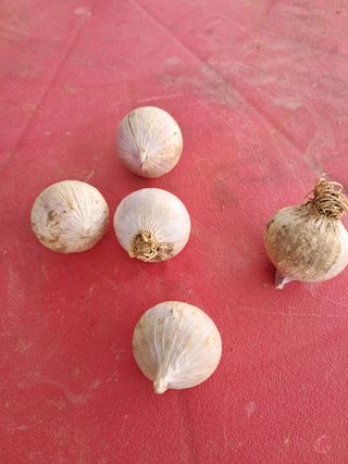 촬스리님의 마늘 · 영농일지 작성글 사진