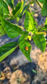 팜모닝 고추·병해충상담 게시글 이미지