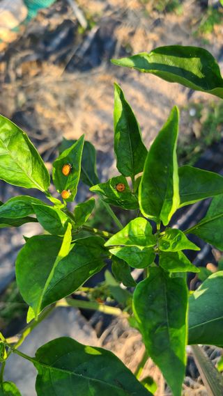 정재욱님의 고추 · 병해충상담 작성글 사진