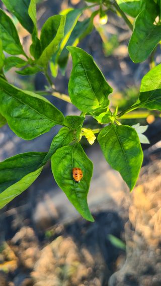 정재욱님의 고추 · 병해충상담 작성글 사진