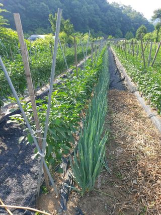 청주 미원 최재수님의 고추 · 영농일지 작성글 사진