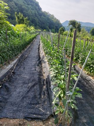 청주 미원 최재수님의 고추 · 영농일지 작성글 사진