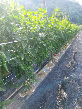 청주 미원 최재수님의 고추 · 영농일지 작성글 사진