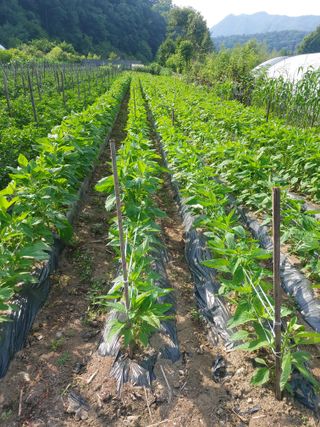청주 미원 최재수님의 고추 · 영농일지 작성글 사진