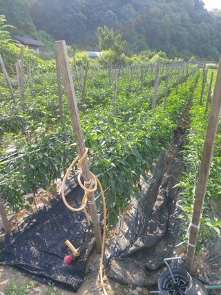 청주 미원 최재수님의 고추 · 영농일지 작성글 사진