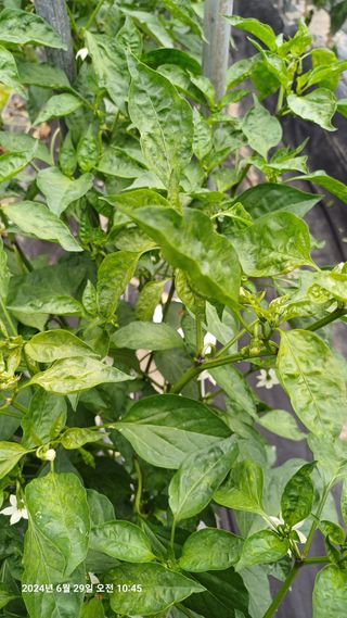 칠곡북삼인평님의 고추 · 병해충상담 작성글 사진