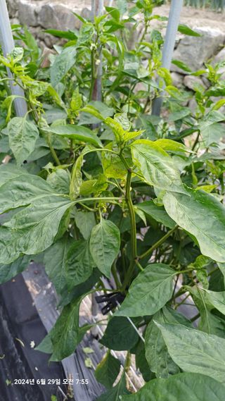 칠곡북삼인평님의 고추 · 병해충상담 작성글 사진