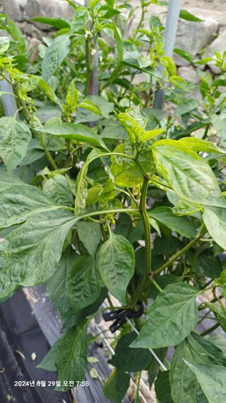 칠곡북삼인평님의 고추 · 병해충상담 작성글 사진