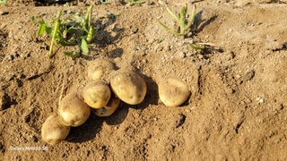 건달 농장(최승혁)님의 자유주제 · 자유게시판 작성글 사진