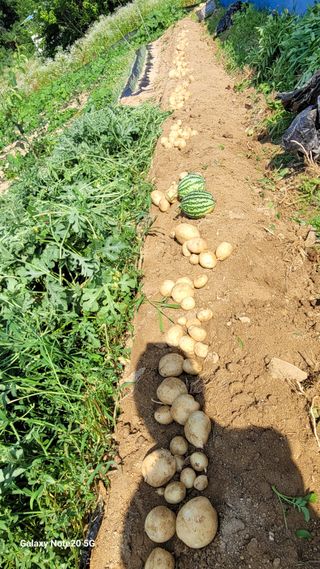 건달 농장(최승혁)님의 자유주제 · 자유게시판 작성글 사진