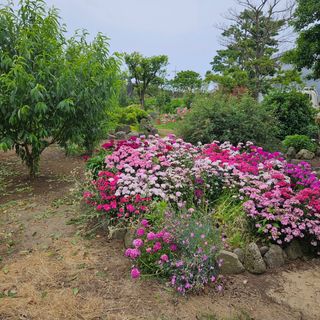 새달귤농장님의 자유주제 · 자유게시판 작성글 사진