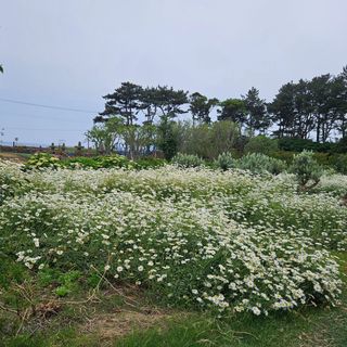 새달귤농장님의 자유주제 · 자유게시판 작성글 사진