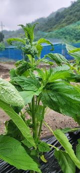 팜모닝 참깨·병해충상담 게시글 이미지