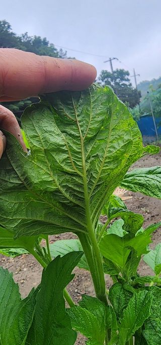 최병동님의 참깨 · 병해충상담 작성글 사진