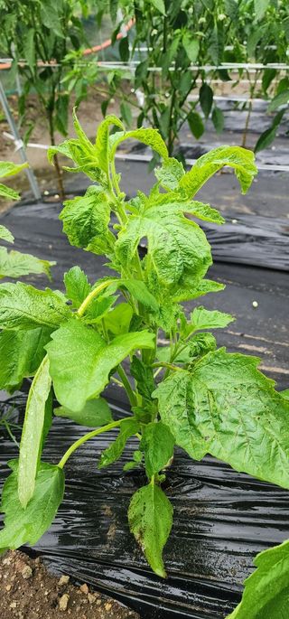 최병동님의 참깨 · 병해충상담 작성글 사진