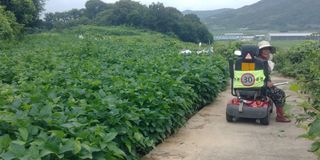 김관수회원님의 양파 · 자유게시판 작성글 사진