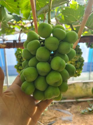 상추19185님의 포도 · 영농일지 작성글 사진