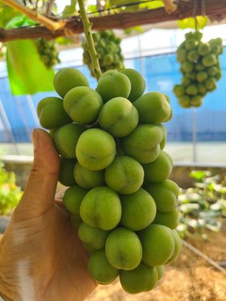 상추19185님의 포도 · 영농일지 작성글 사진