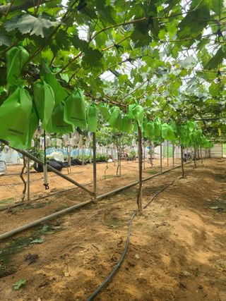 상추19185님의 포도 · 영농일지 작성글 사진