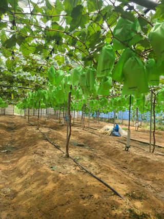 상추19185님의 포도 · 영농일지 작성글 사진