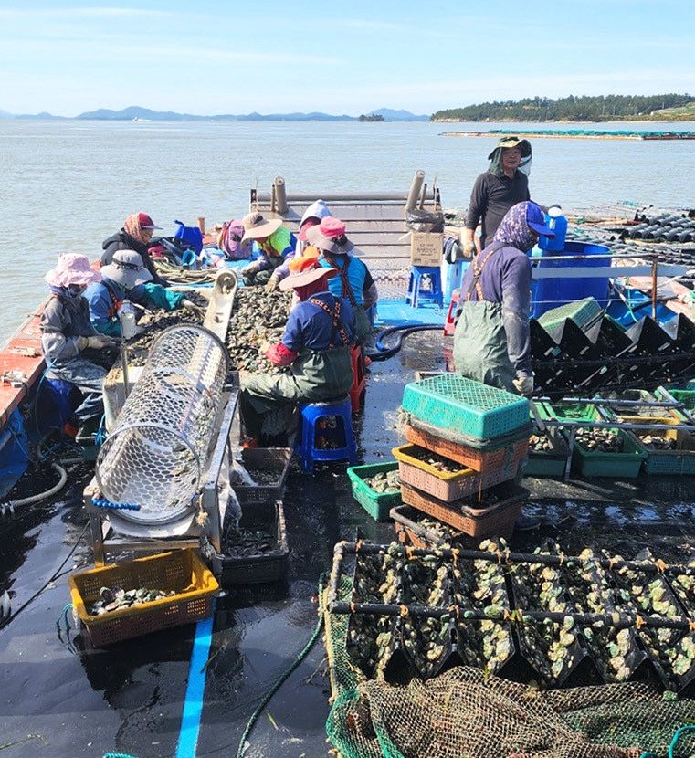 박창민님의 장터 판매 상품 [해남 명량 진도대교 아래에서 키운 최고급 몸보신 전복1kg 기준] 첨부 사진