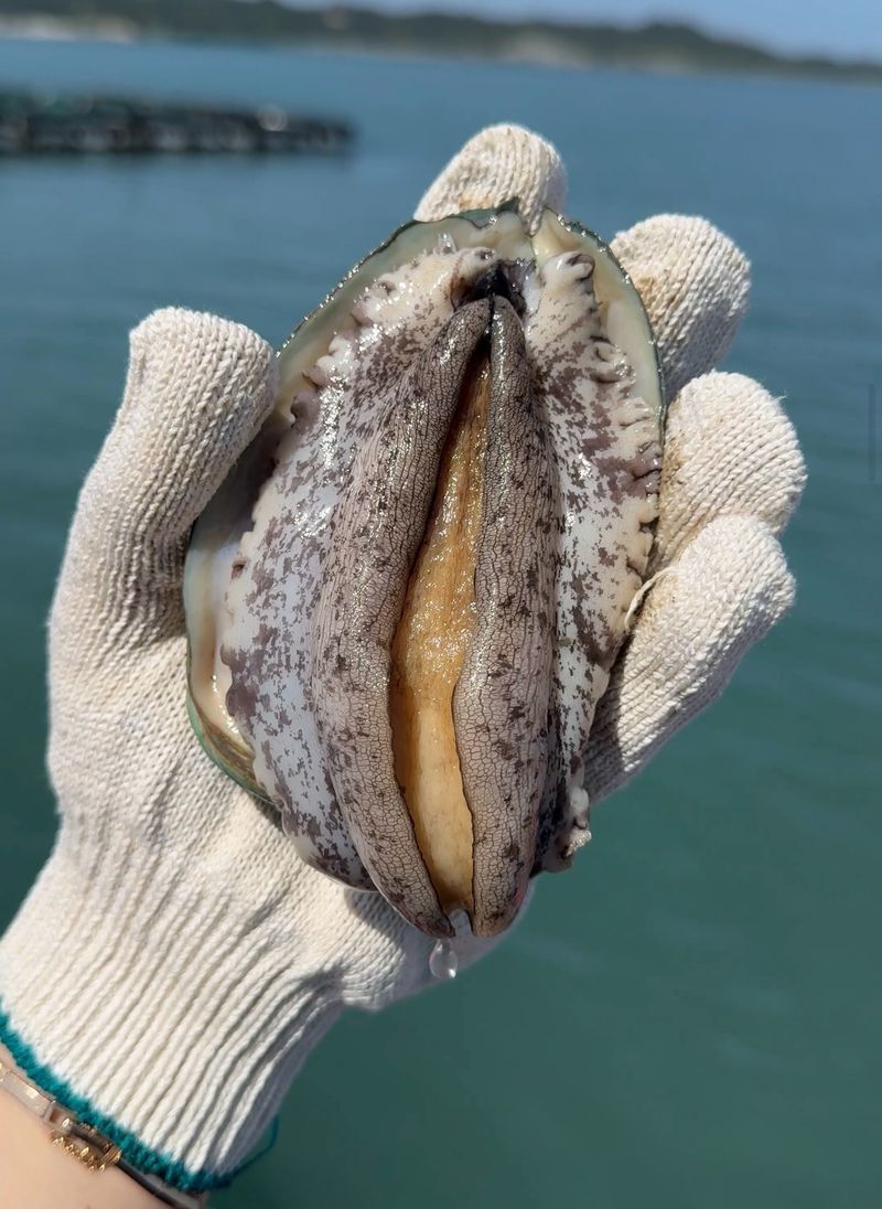 박창민님의 장터 판매 상품 [해남 명량 진도대교 아래에서 키운 최고급 몸보신 전복1kg 기준] 첨부 사진