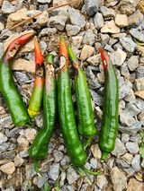 팜모닝 고추·병해충상담 게시글 이미지