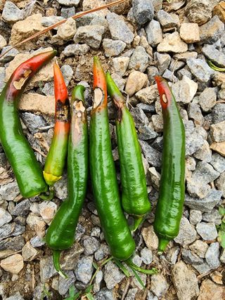 감21707님의 고추 · 병해충상담 작성글 사진