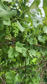 팜모닝 포도·영농일지 게시글 이미지